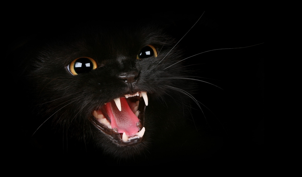 Hungry Black Cat for 1024 x 600 widescreen resolution