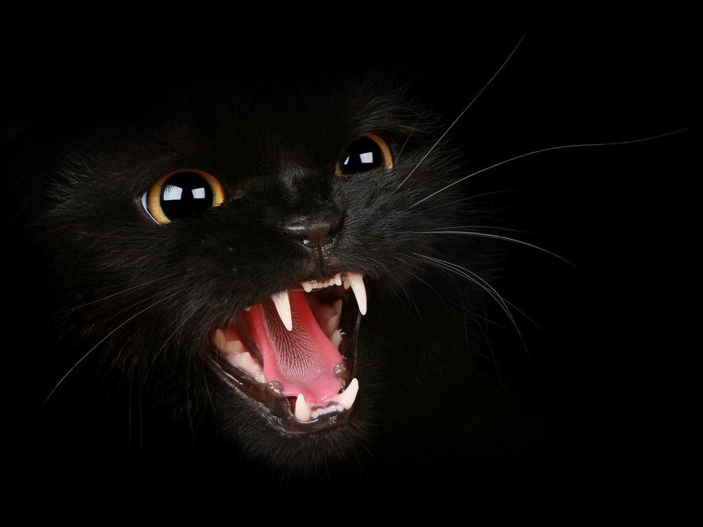 Hungry Black Cat for 1024 x 768 resolution