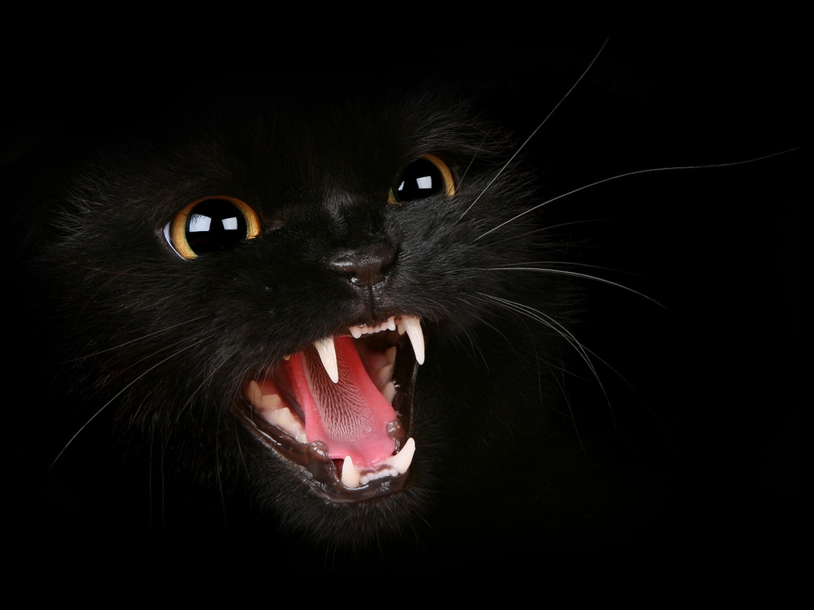 Hungry Black Cat for 1152 x 864 resolution