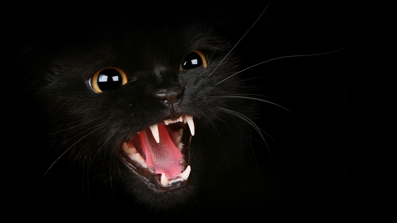 Hungry Black Cat for 1280 x 720 HDTV 720p resolution