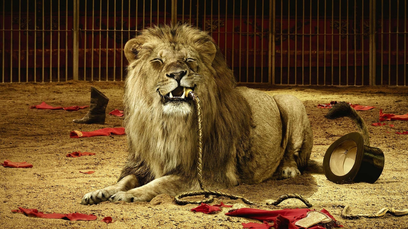 Hungry Lion 1366 x 768 HDTV Wallpaper