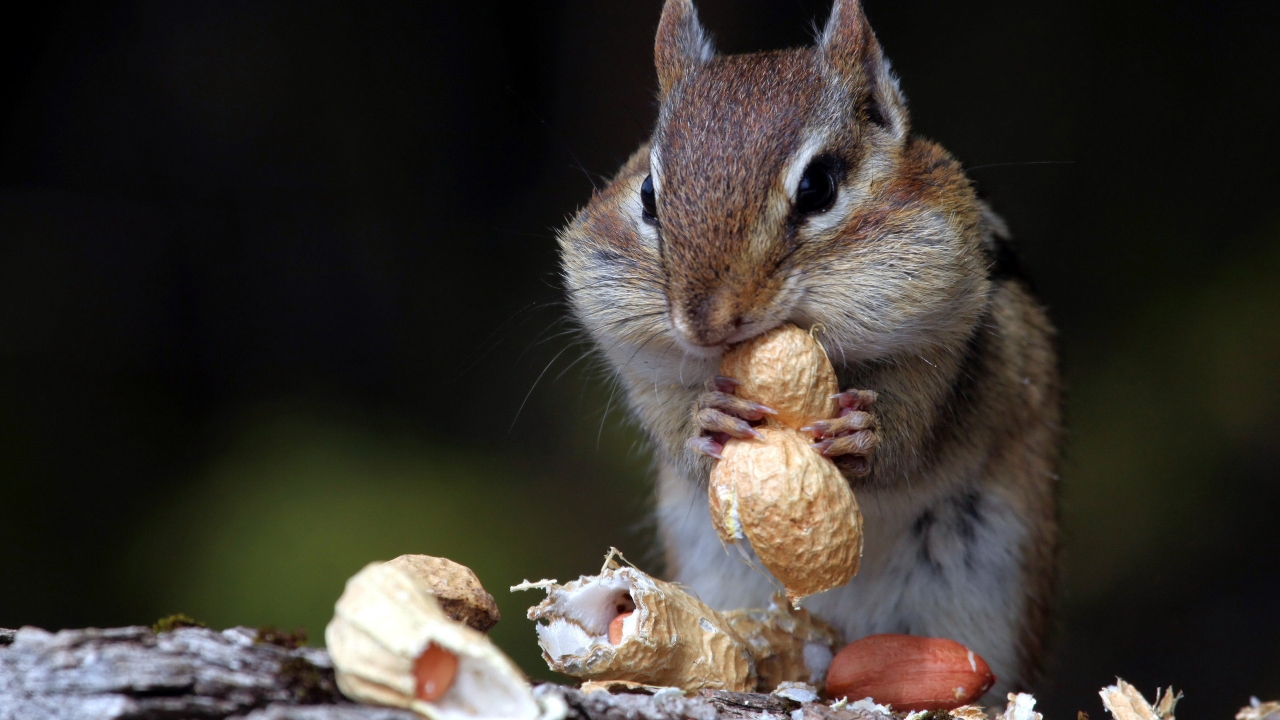Hungry Squirrel for 1280 x 720 HDTV 720p resolution