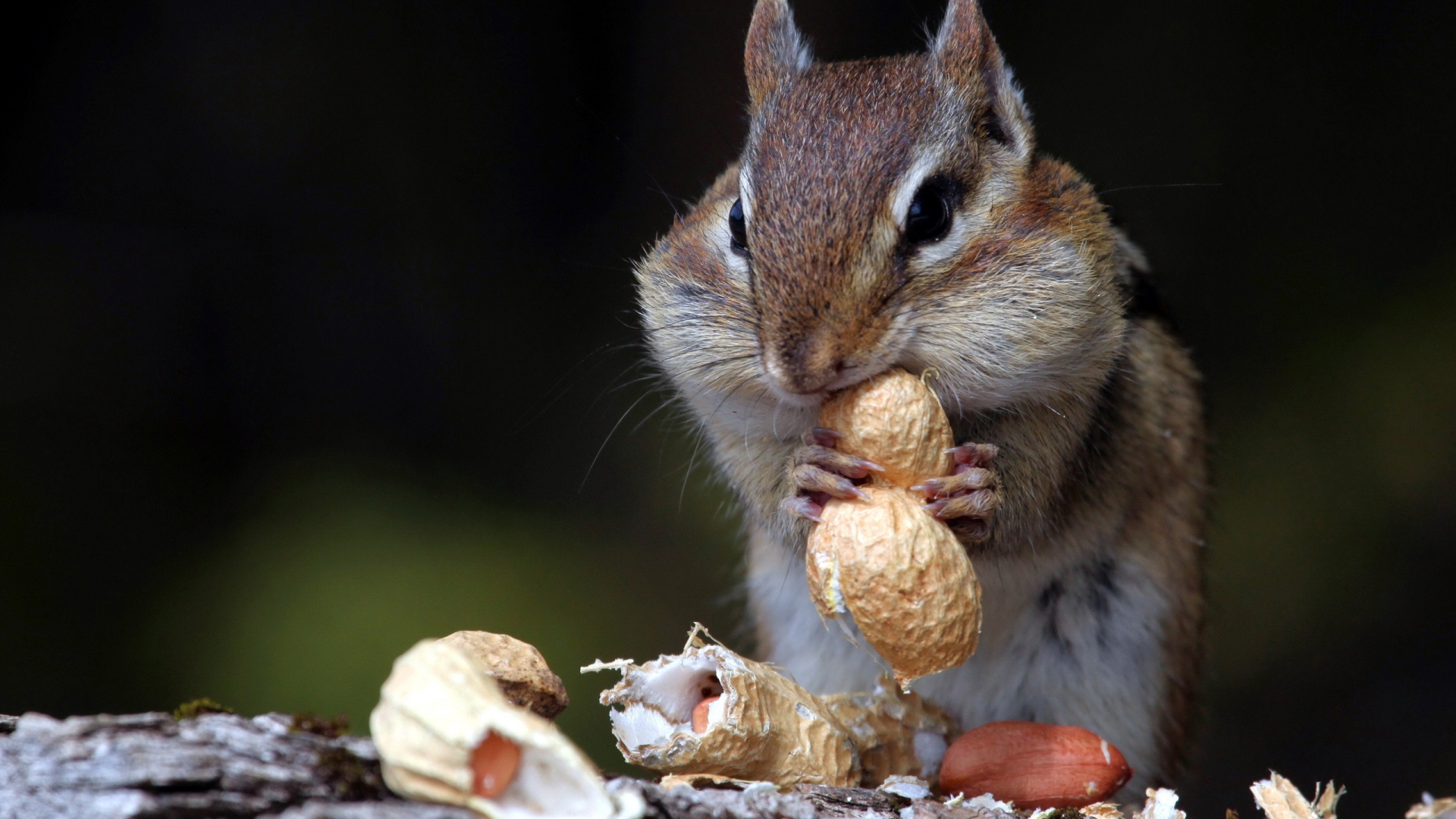 Hungry Squirrel for 1920 x 1080 HDTV 1080p resolution