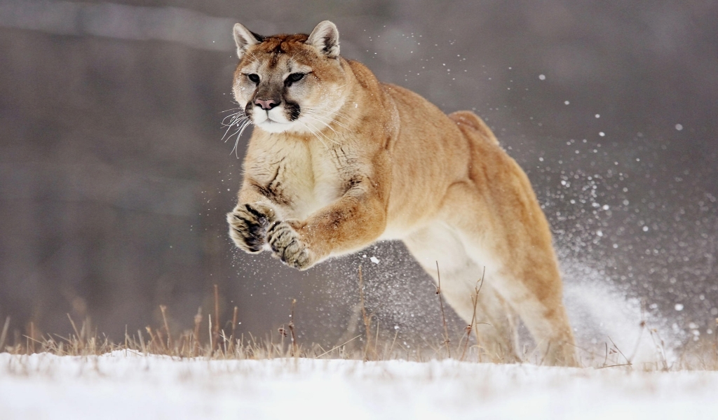 Hunting Puma for 1024 x 600 widescreen resolution