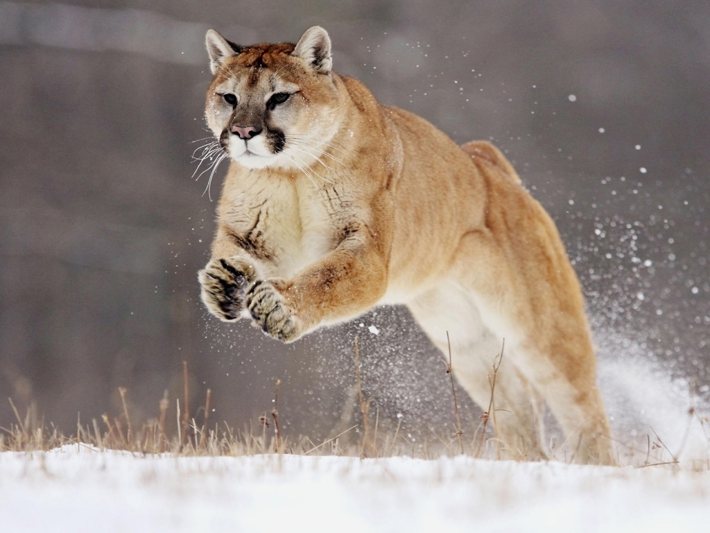Hunting Puma for 1024 x 768 resolution