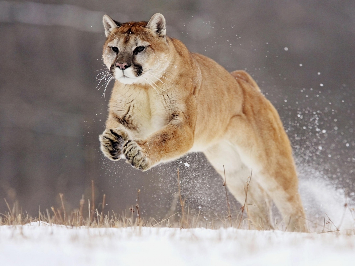 Hunting Puma for 1152 x 864 resolution