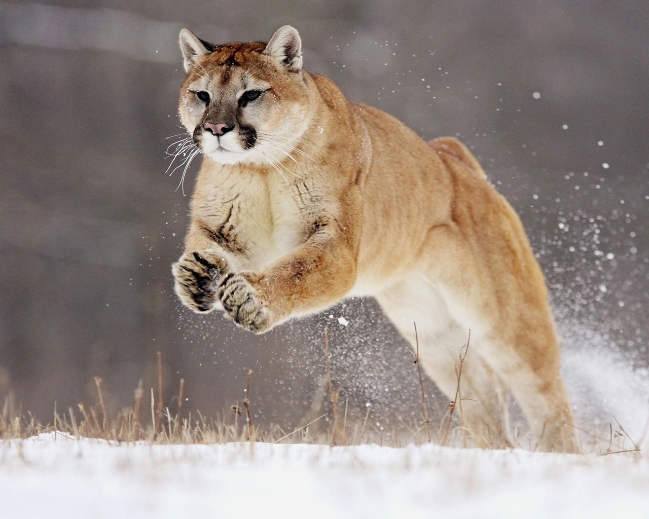 Hunting Puma for 1280 x 1024 resolution
