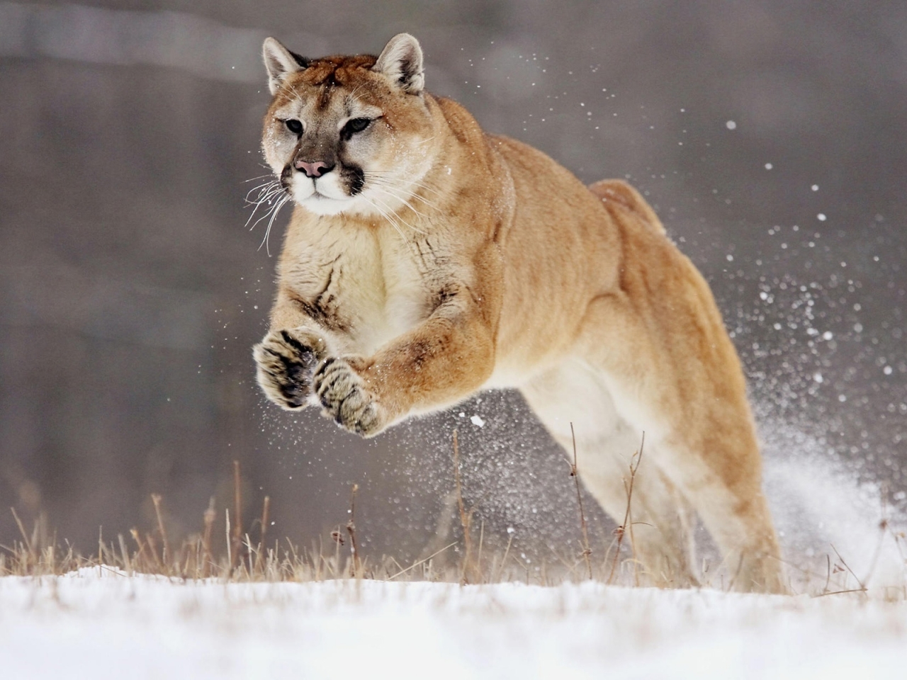 Hunting Puma for 1280 x 960 resolution