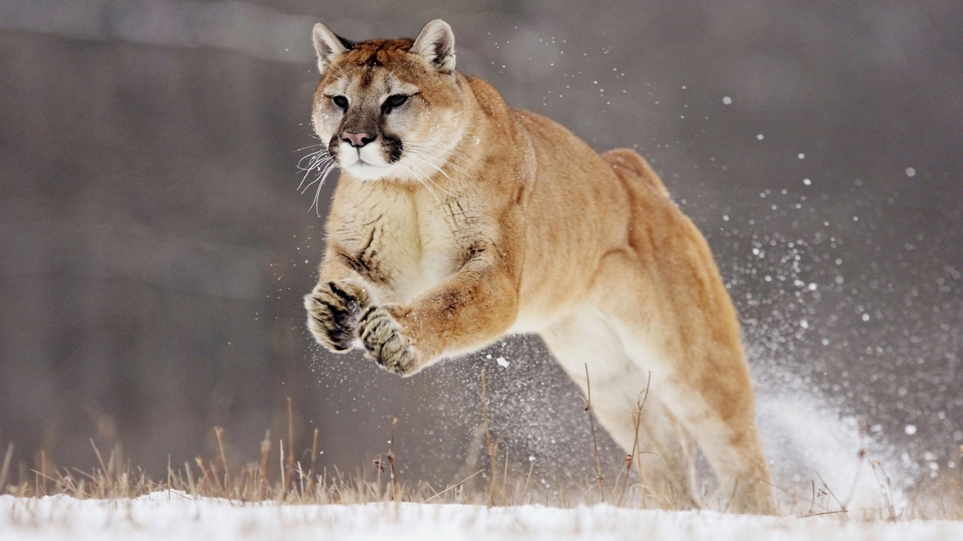 Hunting Puma for 1366 x 768 HDTV resolution