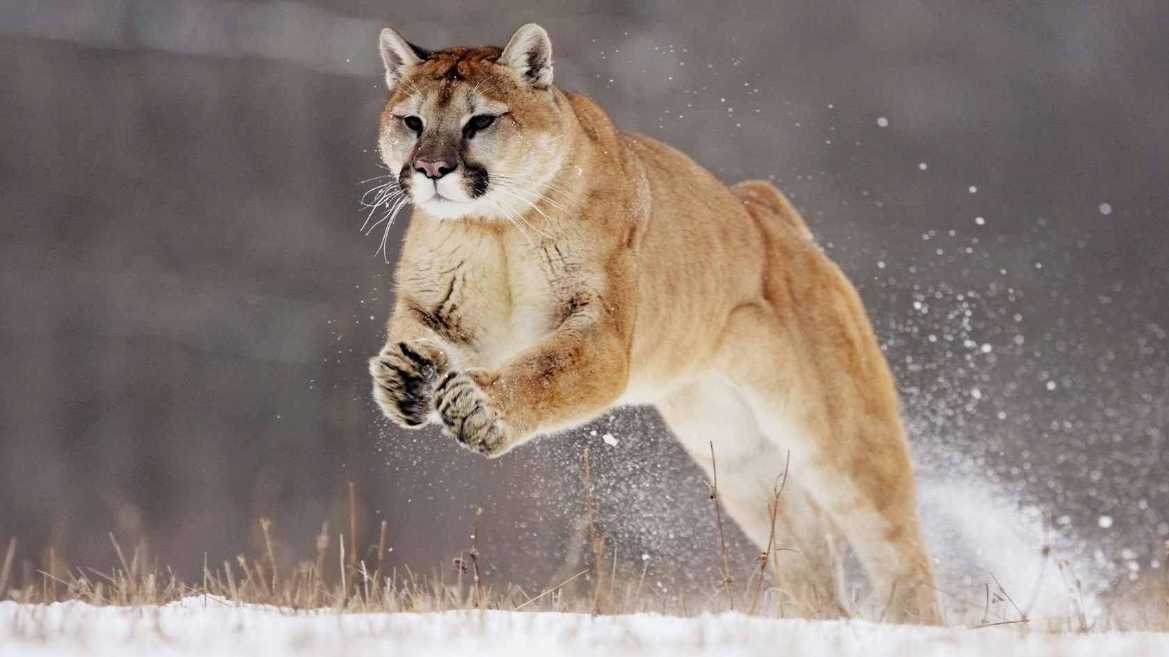 Hunting Puma for 1680 x 945 HDTV resolution
