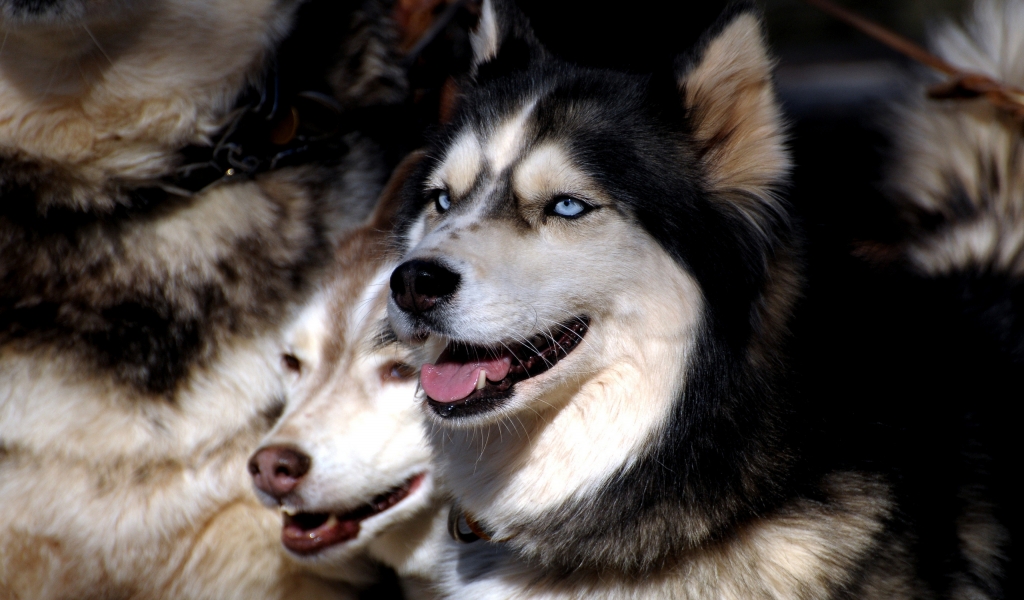 Husky Family for 1024 x 600 widescreen resolution