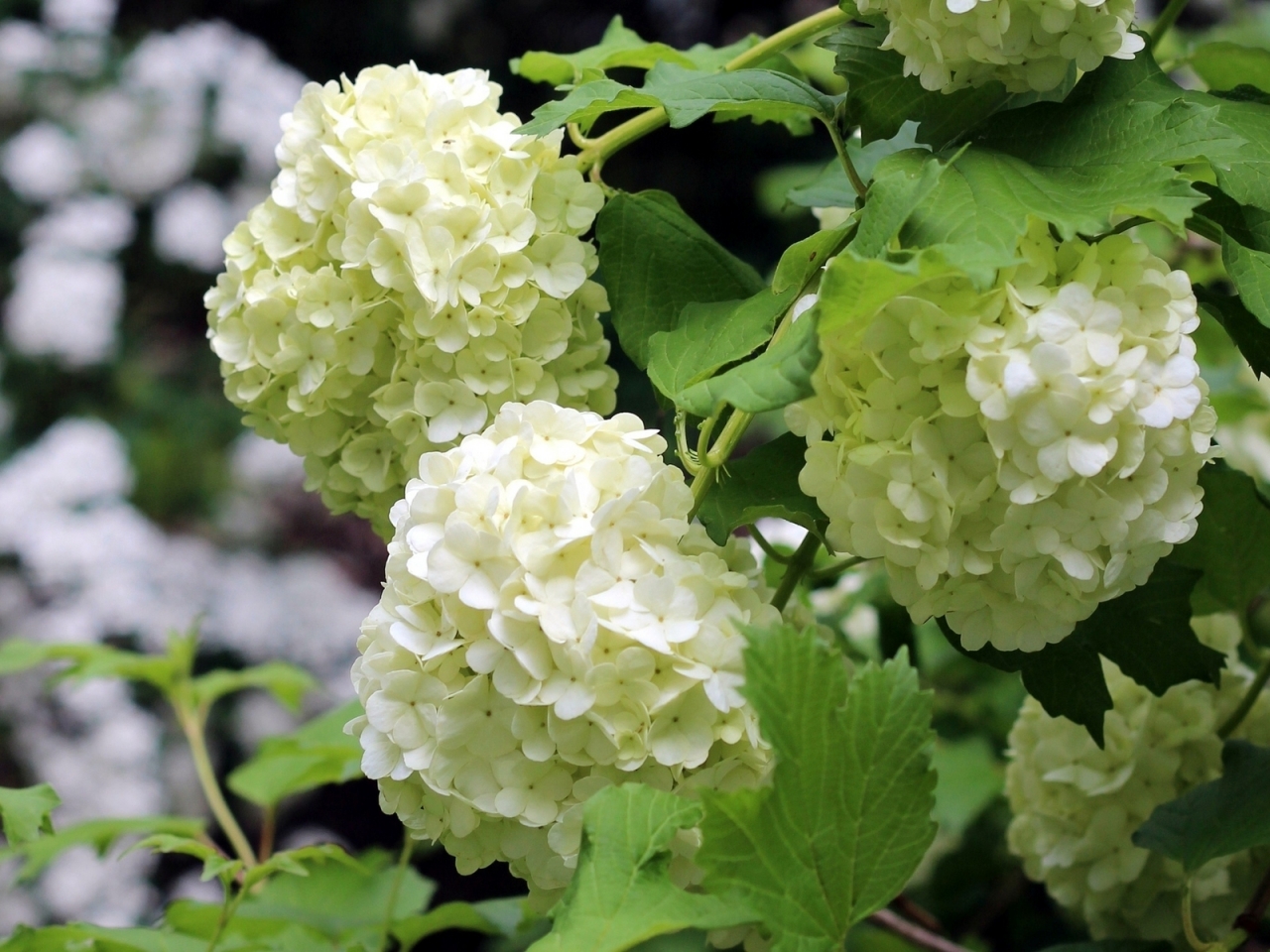 Hydrangea Blossoms for 1280 x 960 resolution