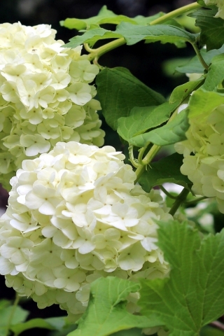 Hydrangea Blossoms for 320 x 480 iPhone resolution