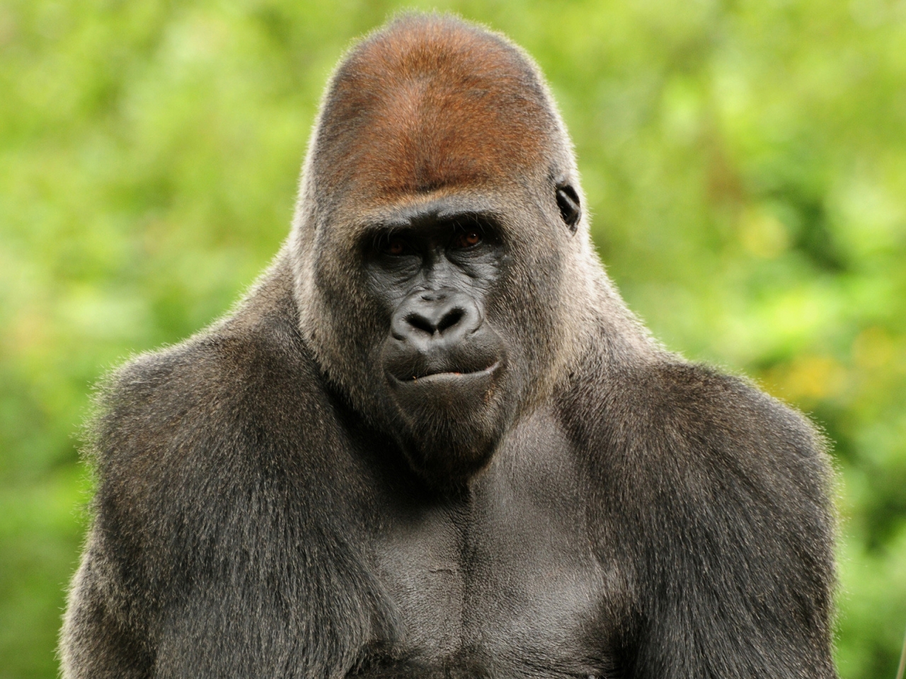 I am a Gorilla for 1280 x 960 resolution