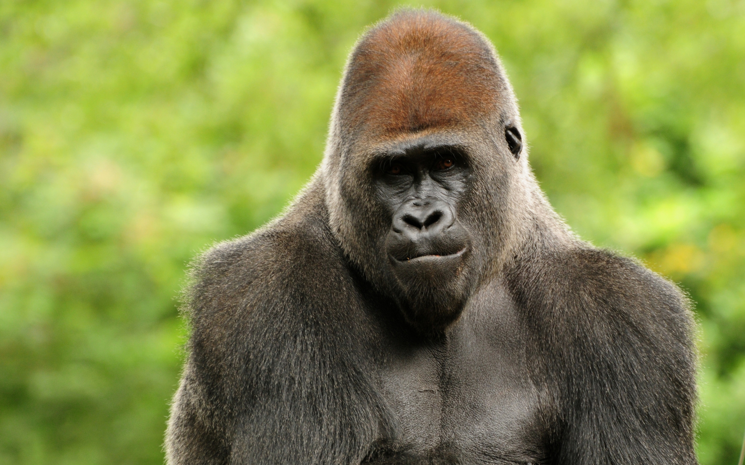 I am a Gorilla for 2560 x 1600 widescreen resolution