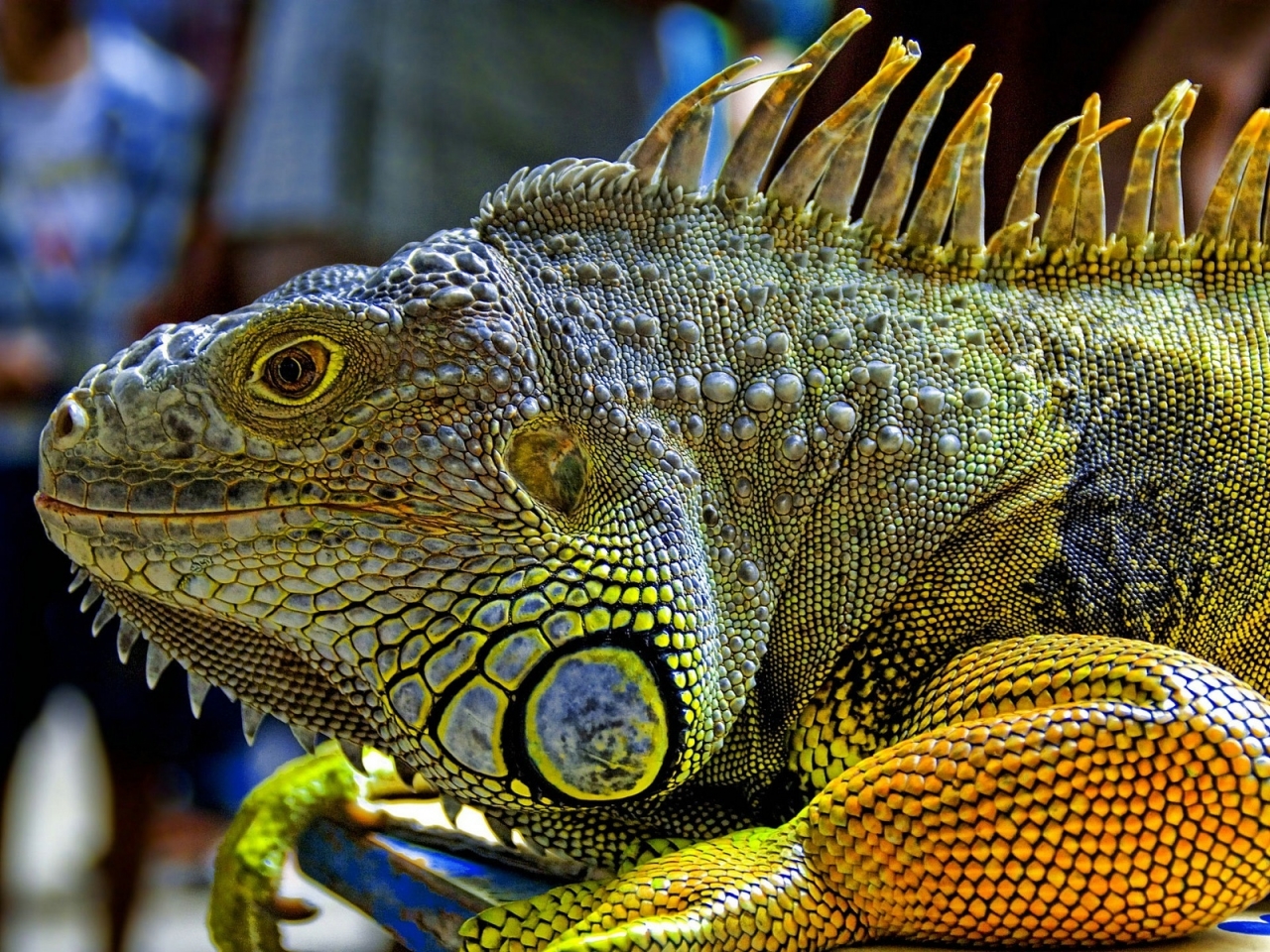 Iguana for 1280 x 960 resolution
