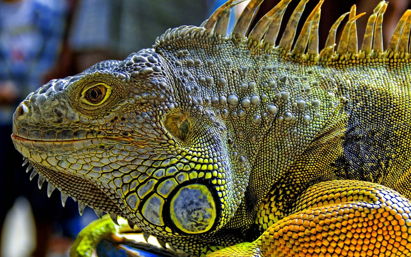Iguana for 1440 x 900 widescreen resolution