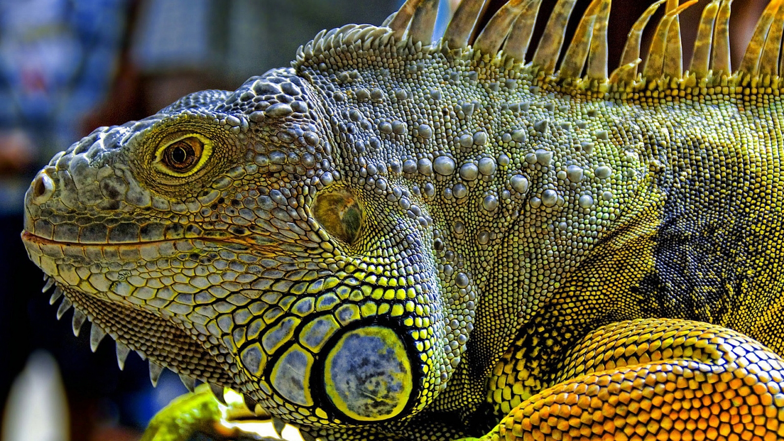 Iguana for 1600 x 900 HDTV resolution