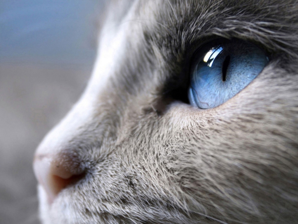 Incredible Siamese Cat Profile Look for 1024 x 768 resolution