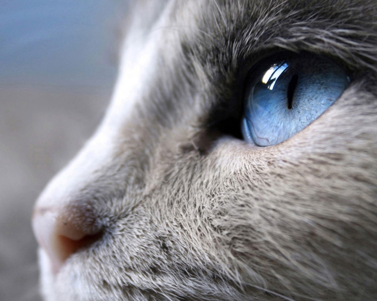 Incredible Siamese Cat Profile Look for 1280 x 1024 resolution