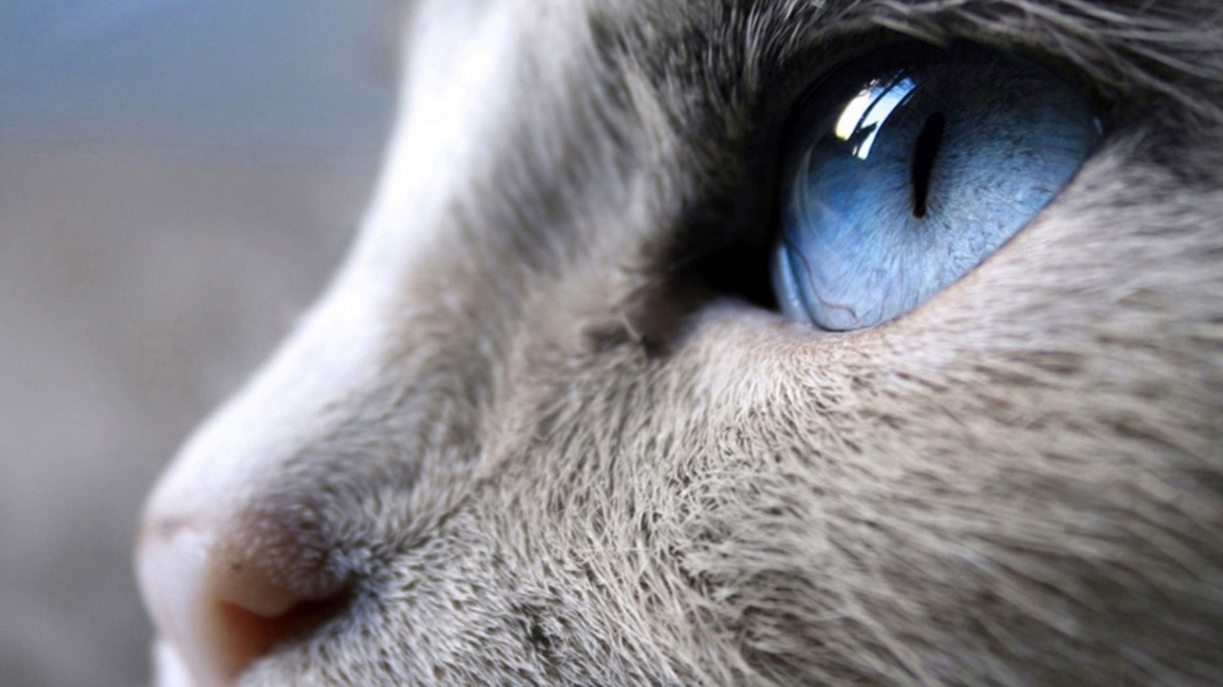 Incredible Siamese Cat Profile Look for 1366 x 768 HDTV resolution