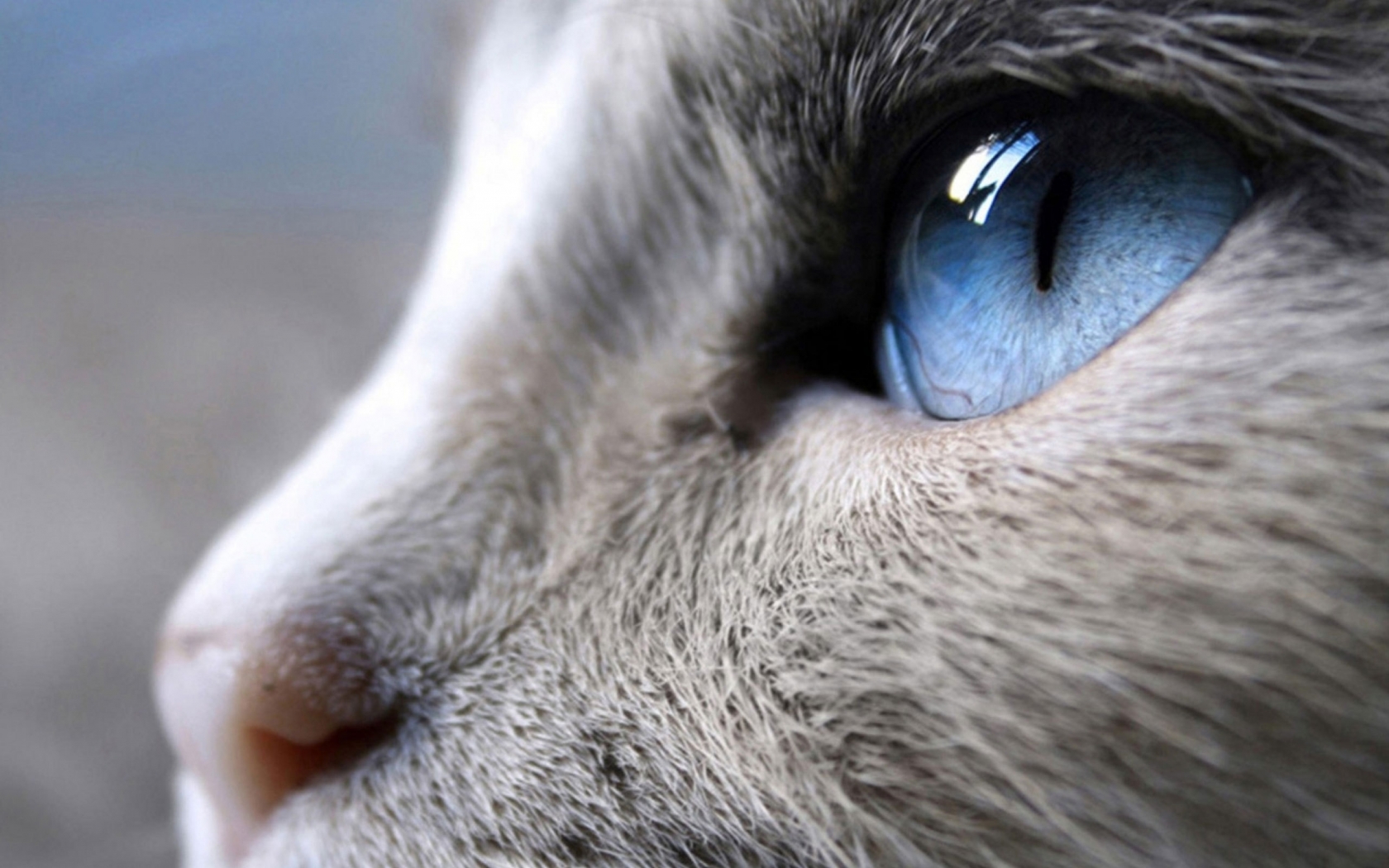 Incredible Siamese Cat Profile Look for 1680 x 1050 widescreen resolution
