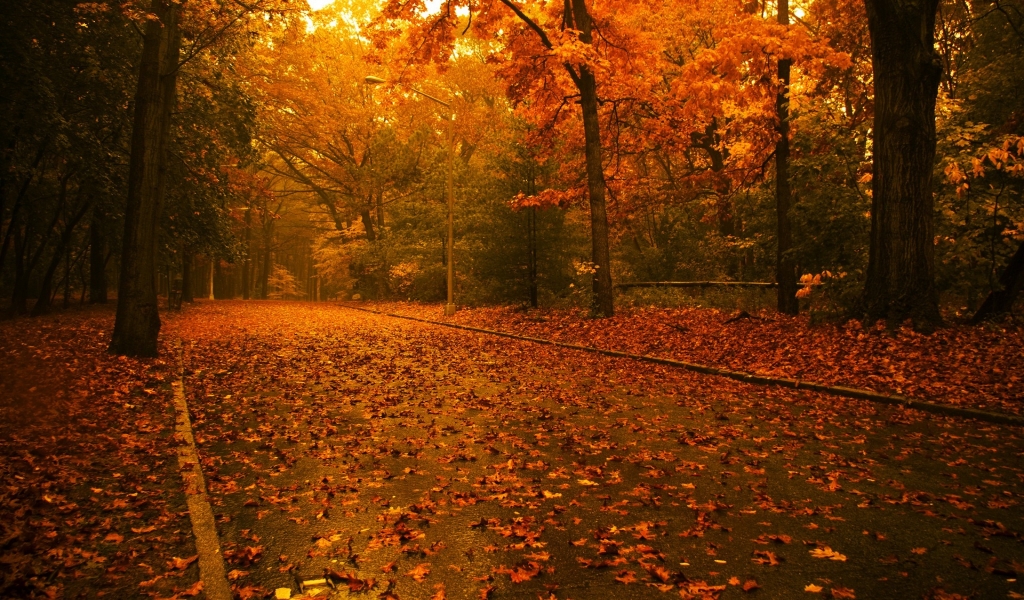Its time for Autumn for 1024 x 600 widescreen resolution