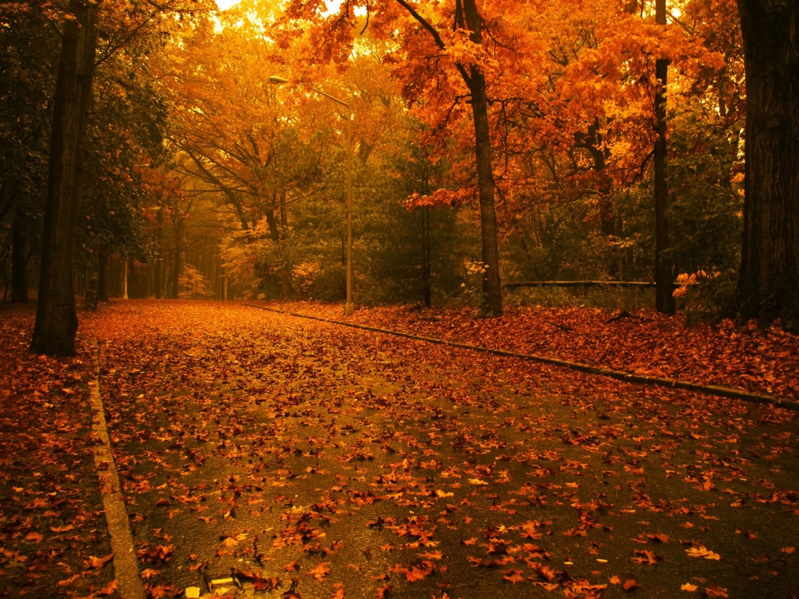 Its time for Autumn for 1152 x 864 resolution