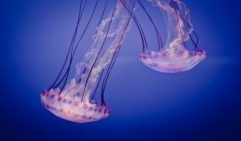 Jelly Fiesta for 1024 x 600 widescreen resolution