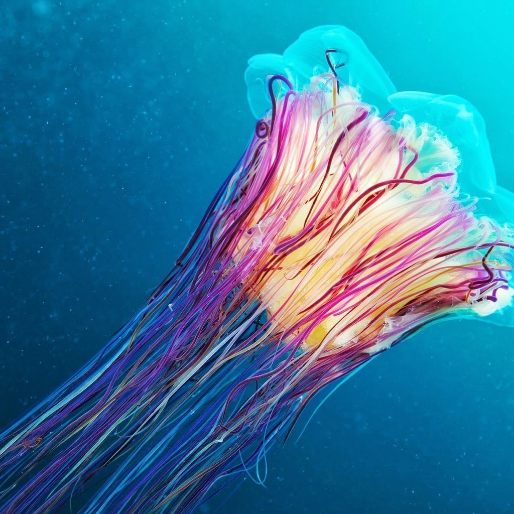 Jellyfish for 1024 x 1024 iPad resolution