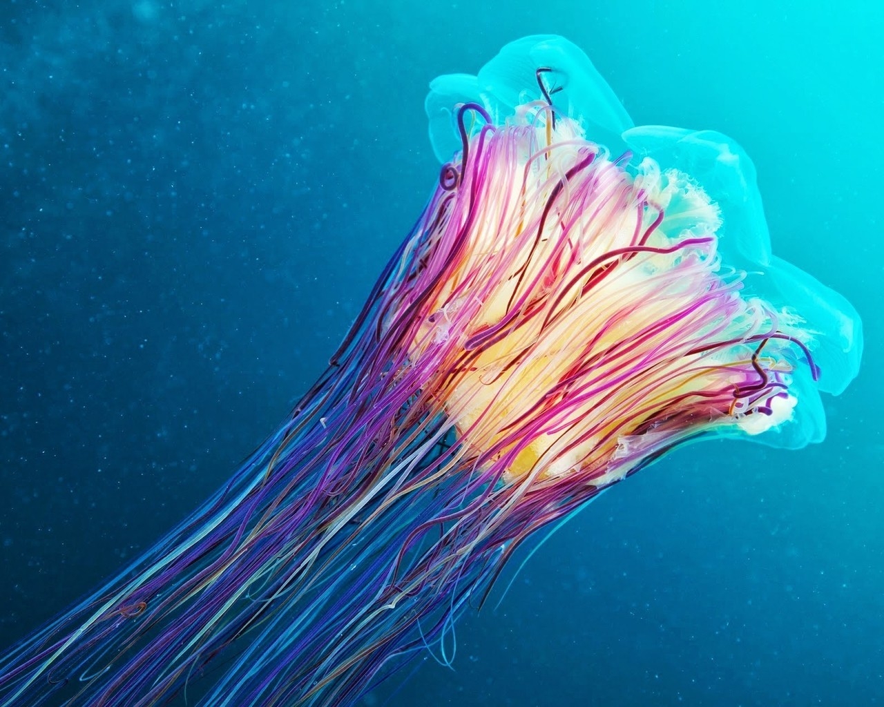 Jellyfish for 1280 x 1024 resolution