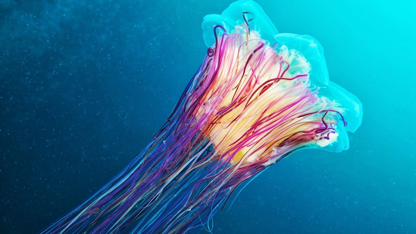 Jellyfish for 1366 x 768 HDTV resolution