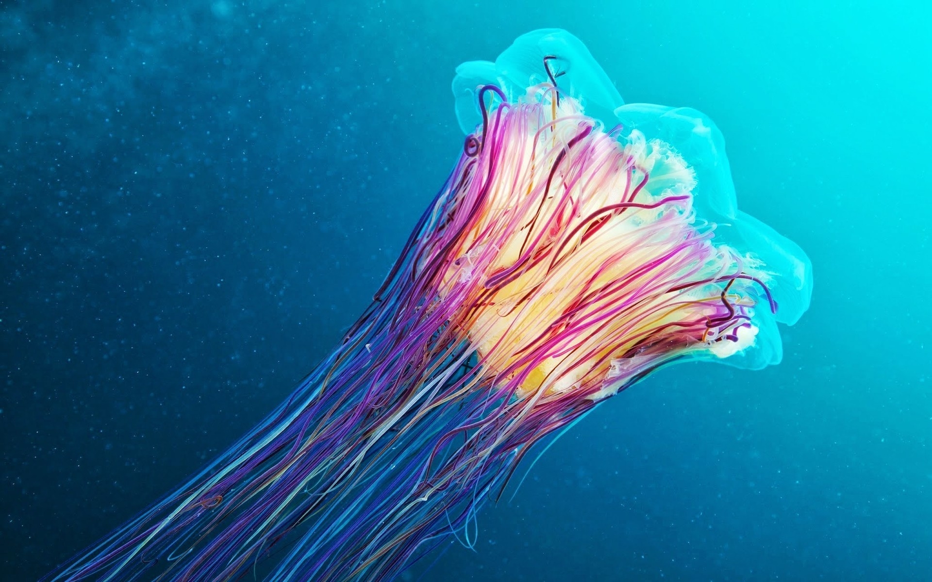Jellyfish for 1920 x 1200 widescreen resolution