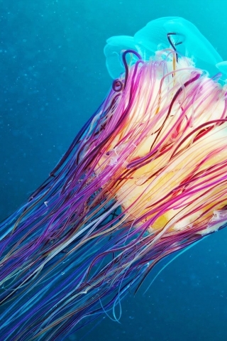 Jellyfish for 320 x 480 iPhone resolution