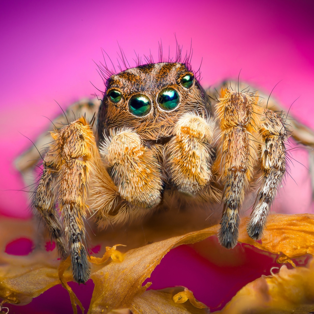 Jumping Spider for 1024 x 1024 iPad resolution