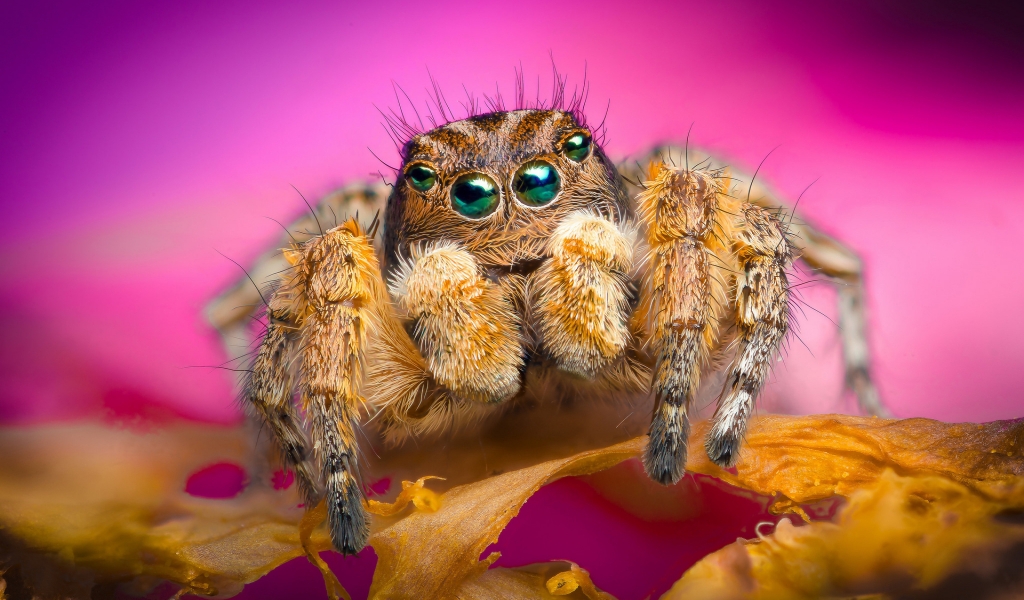 Jumping Spider for 1024 x 600 widescreen resolution