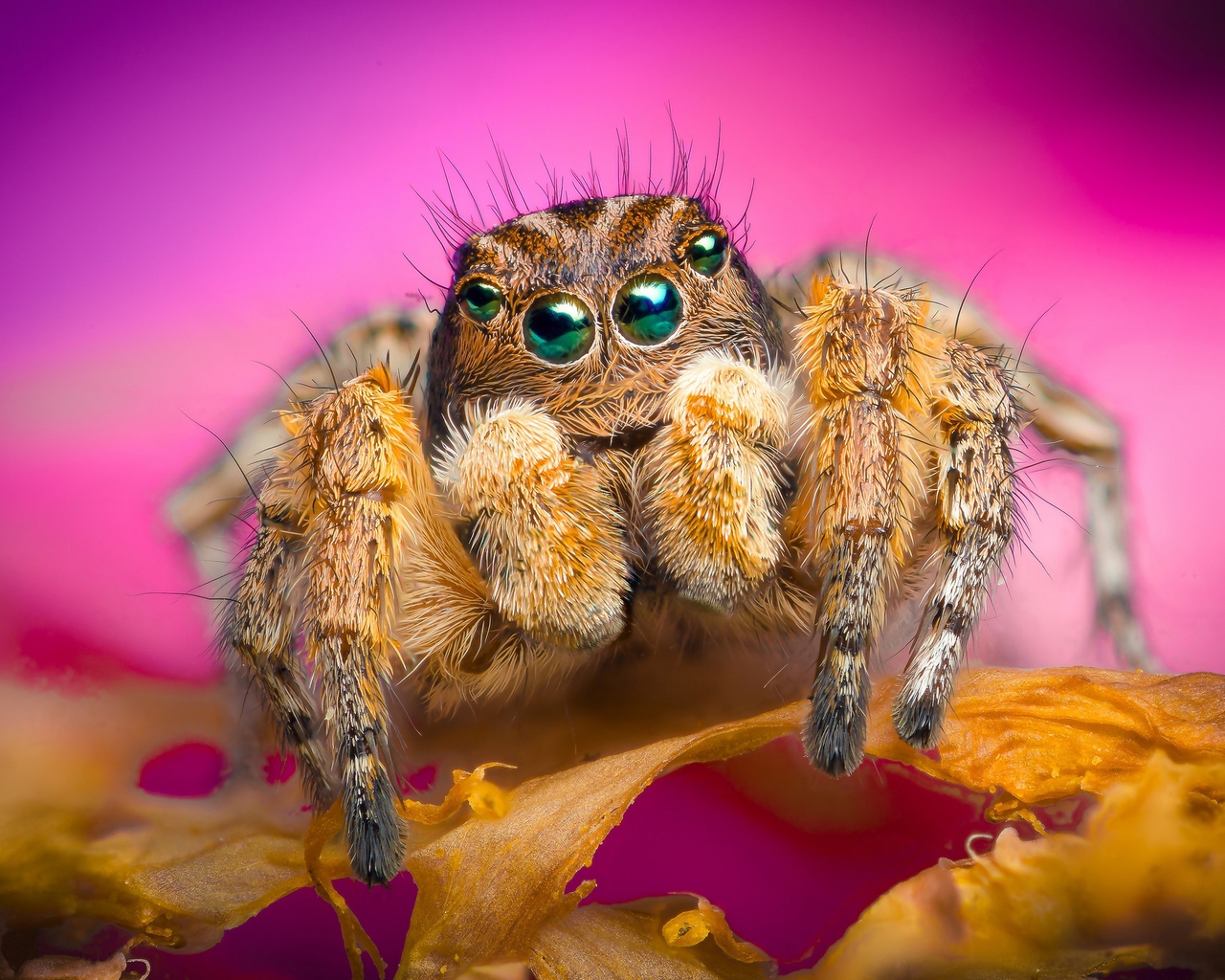Jumping Spider for 1280 x 1024 resolution