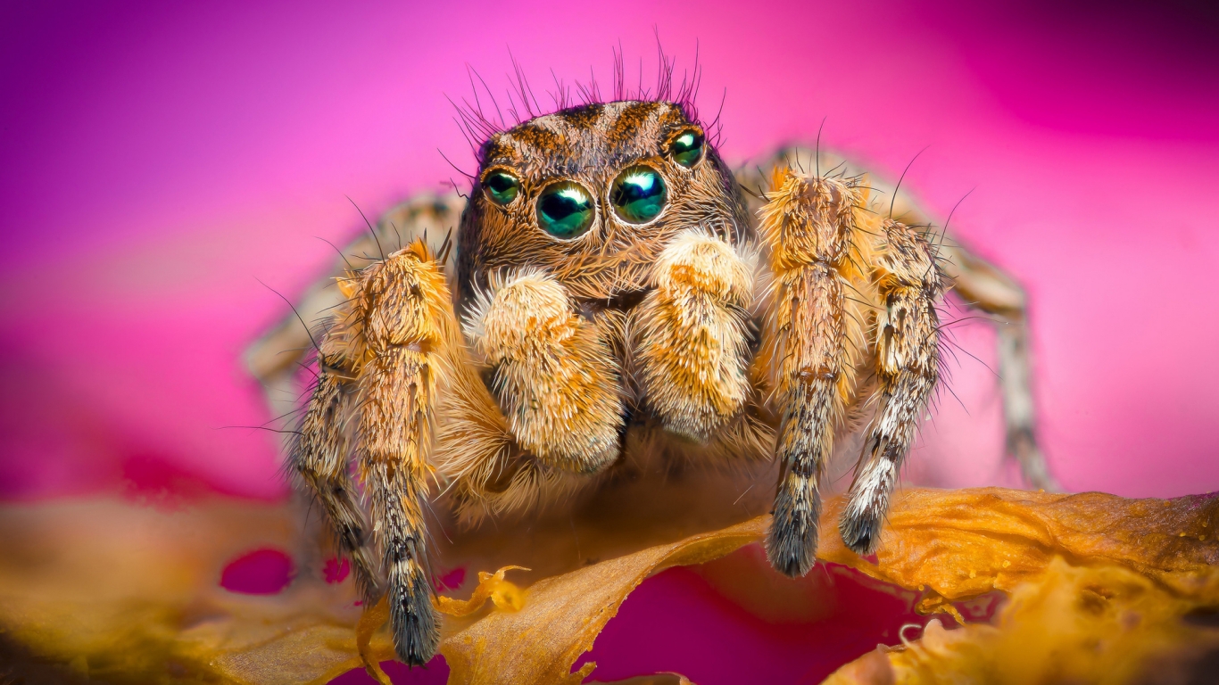 Jumping Spider for 1366 x 768 HDTV resolution