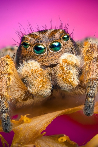 Jumping Spider for 320 x 480 iPhone resolution