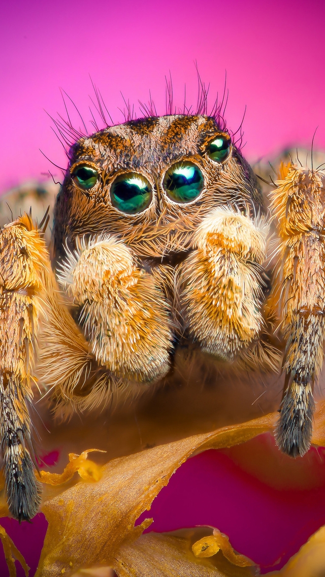 Jumping Spider for 640 x 1136 iPhone 5 resolution