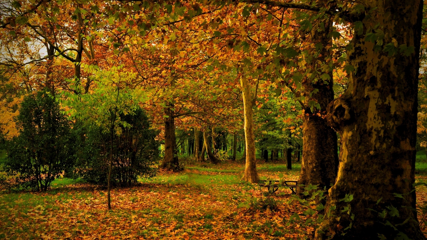 Just Autumn Time for 1366 x 768 HDTV resolution