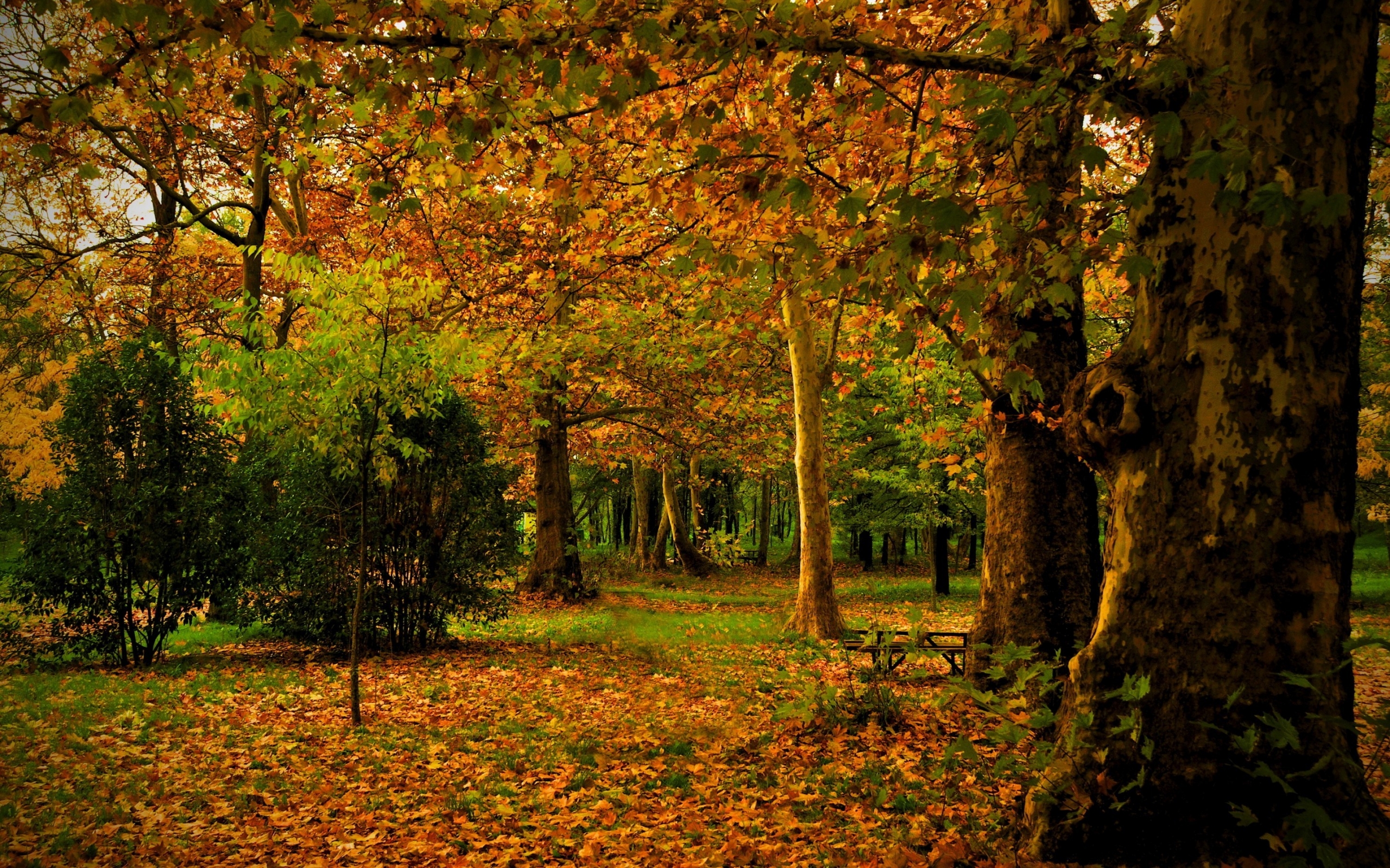 Just Autumn Time for 2560 x 1600 widescreen resolution