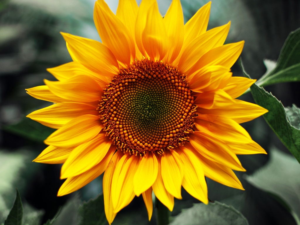 Just Sunflower for 1024 x 768 resolution