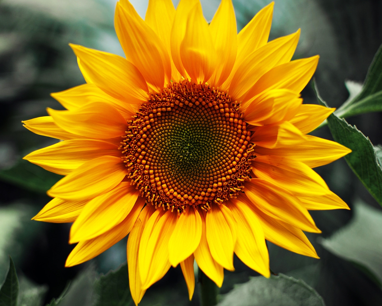 Just Sunflower for 1280 x 1024 resolution