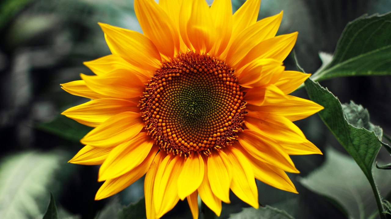 Just Sunflower for 1280 x 720 HDTV 720p resolution