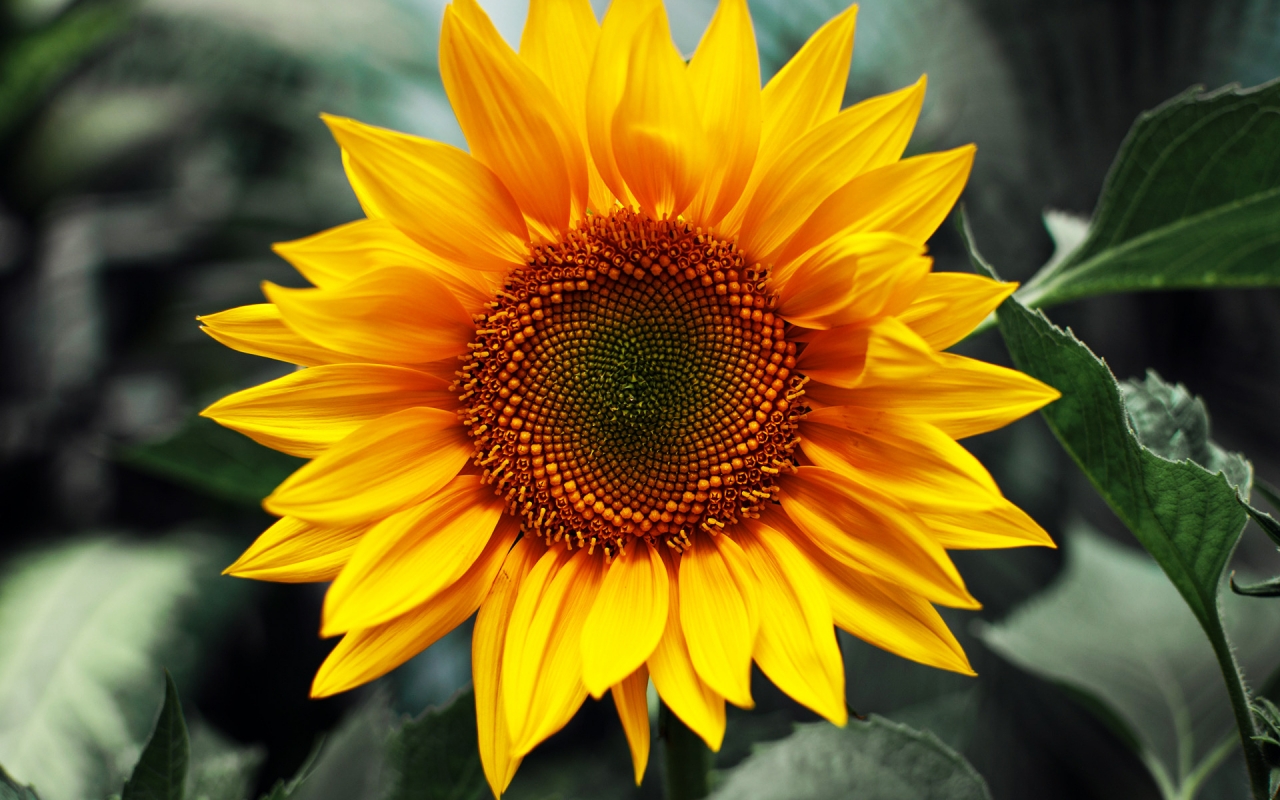 Just Sunflower for 1280 x 800 widescreen resolution