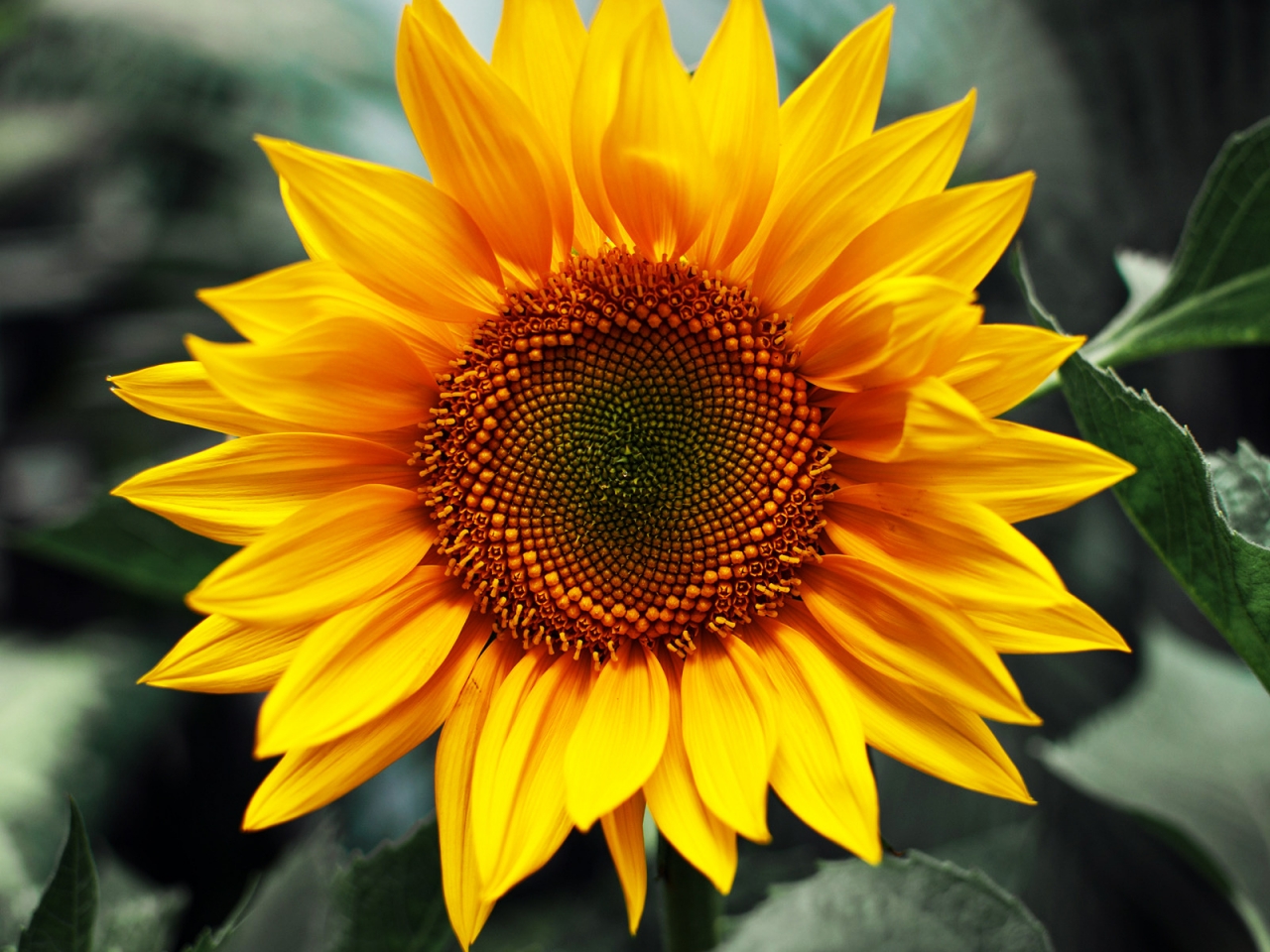 Just Sunflower for 1280 x 960 resolution