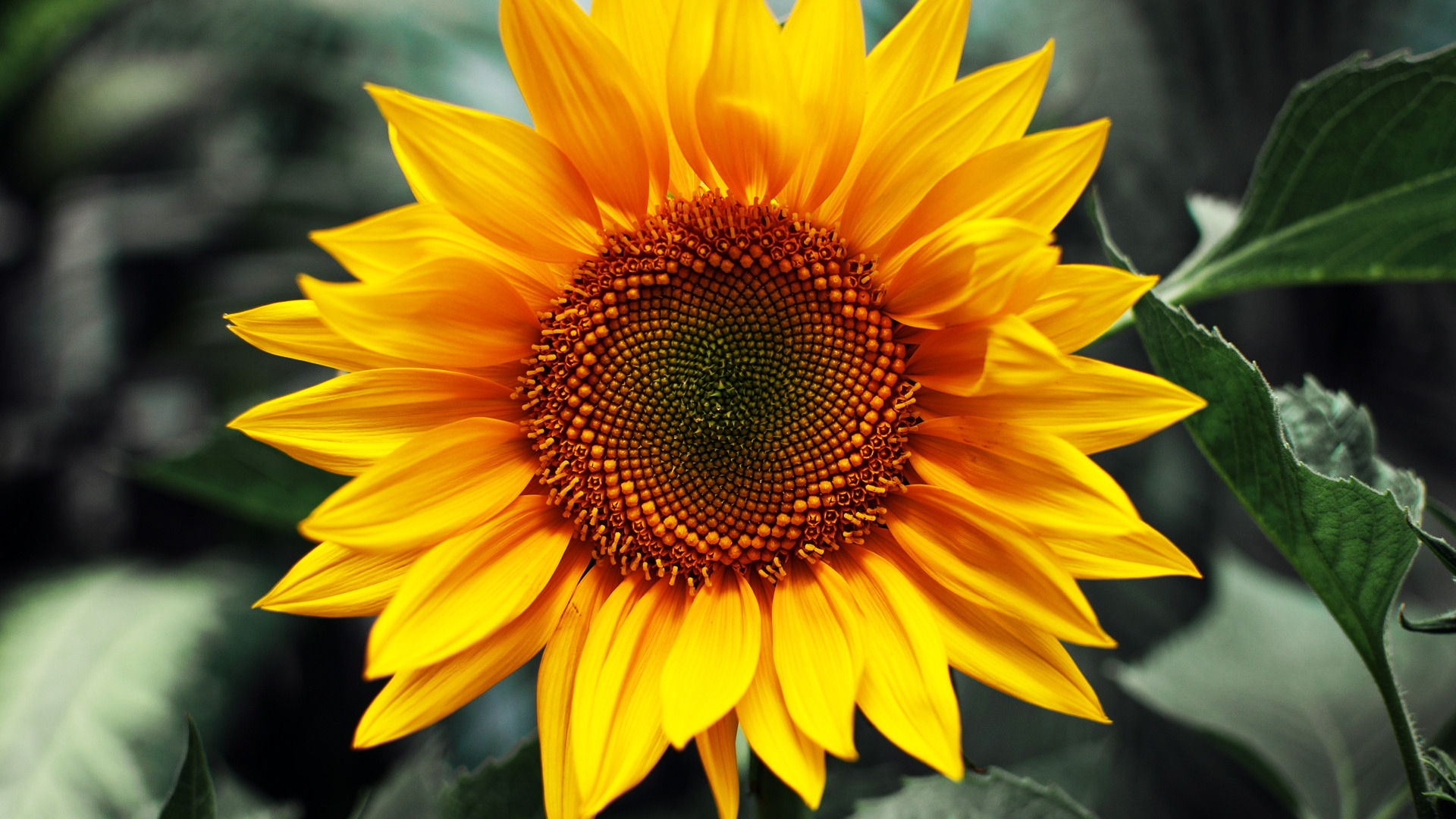 Just Sunflower for 1920 x 1080 HDTV 1080p resolution