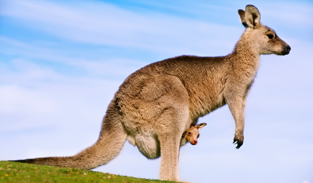 Kangaroo for 1024 x 600 widescreen resolution