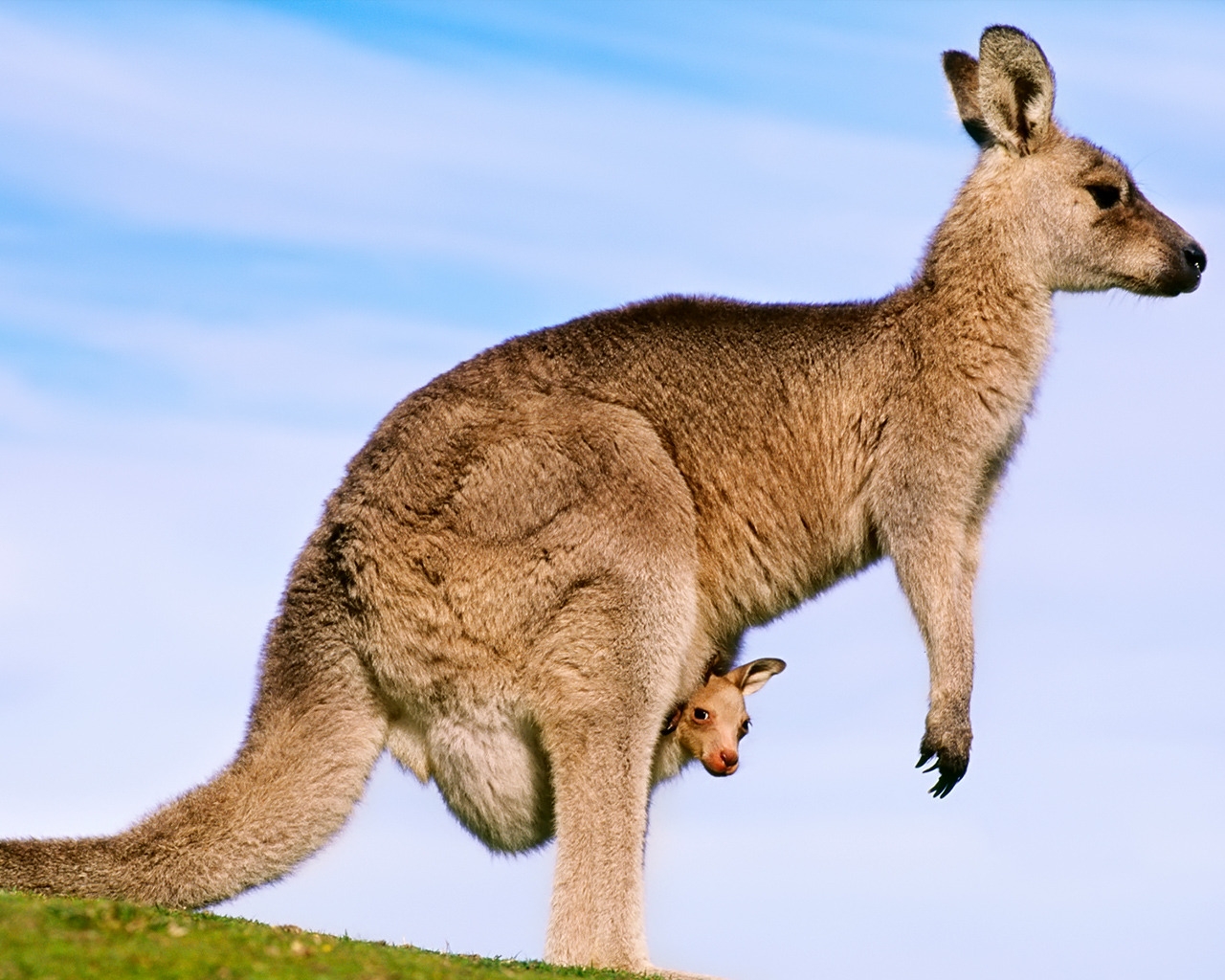 Kangaroo for 1280 x 1024 resolution